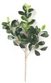 25 inches Length Ficus Retusa Branch Sold per dozen