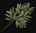 P-3637 24" Mimosa Branch - 45 Leaves - 40 Small Buds - Green sold by the dozen