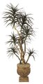 Custom made Faux 4'-8'  Dracaena Marginata Tree