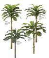 P-0770 Banana Palm 6 feet  9 feet 12 feet 15 feet Heights