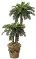W-3095 3' Sago and 5' Sago Palm Set with Natural Aloe Trunks