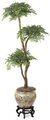 W-3033 Custom Made 6' Ming Aralia Bonsai Tree  with 3 Heads Or select your branch style!