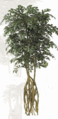 6 feet Sakaki Tree