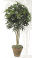 5' Finger Aralia Tree - Multi Wood Trunk - 1,080 Leaves - Green - Weighted Base