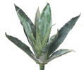 19.5" Agave Plant - 12 Leaves - Green