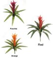 22 " Tropical Polyblend All Weather Bromeliads come in Orange, Gold/Yellow, Red, or Fuschia Colors