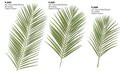 35", 33", 46" Faux Silk Areca Palm Branches Sold by the Dozen