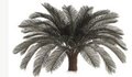 A-0046 Larger Outdoor  Cycas Palm Head 24 or 36 fronds 5 feet to 6 feet wide 3 feet to 4 feet Tall