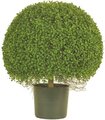 EF-2645 22" Wide 24" Tall Boxwood on Iron Ball in Plastic Pot Indoor/Outdoor