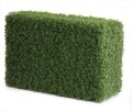 EF-1581 36 inches 24 inches 14 inches Leucodendron Boxwood Hedge 3102 Lvs