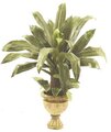 EF-6527 40 inches Dracaena In Urn as Shown (Sold in A set of 2 pcs)