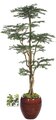 W-70208 8 feet Boxwood Shelf Tree - Natural Trunk - 11,340 Green Leaves - 50 inches Width