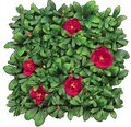 EF-8513 Outdoor Artificial Red Flowering Azalea Mat- 12 inches Squares
