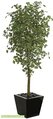 W-70580 7' Gingko Tree - Synthetic Trunk - 1,860 Green Leaves - 33" Width - Weighted Base