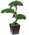 EF-0048 4' Senshi Bonsai (meaning "soldier") includes three large Heads.