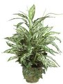 P-84240 24 inches x 20 inches Mixed Aglaonema Bush with Plastic Grass - With Round  Pot