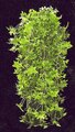 EF-138 28" *12" Outdoor UV Rated Hanging English Ivy Vine (2 Sizes To Choose From)