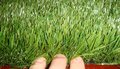 EF-1989 15' 12' Role 180 SQFT Landscaping Grass Sold $6.95 per square foot. Imagine never having to water, fertilize or mow your lawn again! Our synthetic grass is the highest quality synthetic grass on the market, it's also the most affordable.