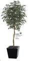 W-700117' Shirakashi Tree - Natural Trunk - 3,071 Green Leaves - 45" Width - Weighted Base