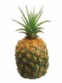 EF-VQC205-GR/YE  8" Pineapple Yellow/Green (Price is for a set of 6pc)