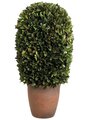 EF-432 9"Dx18"H Preserved Boxwood Ball Topiary in Pot Green