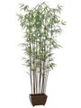 EF-728 	6' Bamboo Wall Tree x19 w/1276 Lvs. in Wood Container Shown Green (Sold in A 2 PC Set)