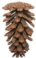 7" Pine Cone Ornament - Natural Brown