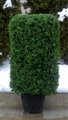EF-6500 27 inches Tall 17 inches Wide 17 inches Deep Outdoor Boxwood Hedge