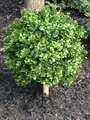 EF-1118 24 inches Tall 15 inches Wide Outdoor Boxwood Ball Topiary
