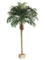 EF-508 8.5' Date Palm Tree in Rectangular Plastic Pot  (Price is for 2 whole Palm Tree's)