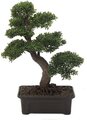 EF-3358 2 feet Chinese Tea Leaf Potted Bonsai Tree