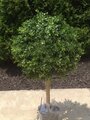 EF-786  24" Tall  20" Wide Outdoor Boxwood Ball Topiary