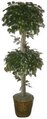 EF-1999 6 feet Double Ficus tree with Natural wood trunks