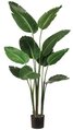 EF-605  	5' Bird of Paradise Plant in Plastic Pot Green (Price is for a 2pc Set)