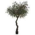EF-187   7' Exotic  Olive Tree in Plastic Pot  Green Black