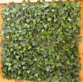 EF-2534 40" 40" Plastic Square Outdoor UV Rated Artificial English Ivy