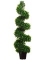 EF-364   	4 feet Jade Plant Spiral Topiary in Black Plastic Pot Green (2 PC SET)