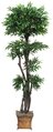 EF-1879   5 feet  Tropical Ruscus Topiary has 6 tiers with 2,762 leaves on natural trunks