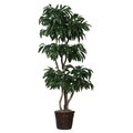 EF-2143   6.5 feet  Tropical Mango Tree with Natural Trunks