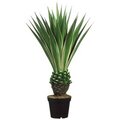 45 inches Yucca in Black Plastic Pot Green