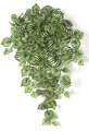 33 Inch Soft Touch Peperomia Bush