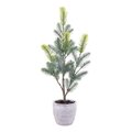 19 inches Blue Spruce Sapling Potted