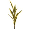27 inches Sansevieria Plant   Variegated