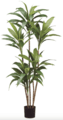 65" Dracaena Tree in Pot  Green