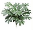 22" Zamia Furfuracea Bush