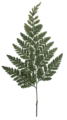 6-10"  Preserved Green Fern - Davalia, 6 stems, Preserved