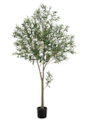 72" Olive Tree in Plastic Pot  Green With Olives