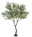9 Foot Tall 6 Foot Wide Large Exotic Artificial  Eucalyptus Tree