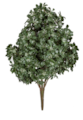49 inches Outdoor UV Mahonia Bush - Cream/Green