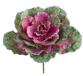 10" Large Cabbage/Kale Fuchsia/ Green